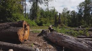 How Our Tree Care Process Works  in  Oakland, NE