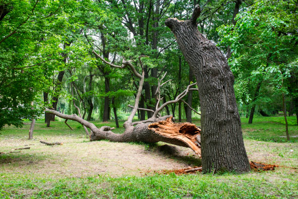 Professional Tree Care in Oakland, NE