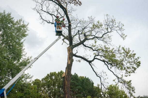 Best Tree Removal  in Oakland, NE