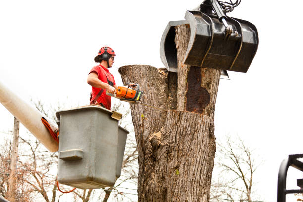 Best Fruit Tree Pruning  in Oakland, NE